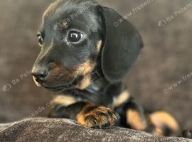 Exceptional Dachshund Puppies