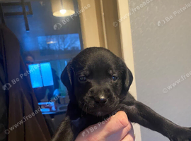 Labrador puppies KC registered