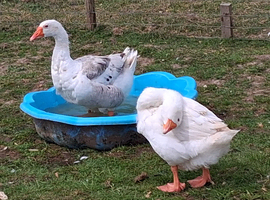 Male and female geese