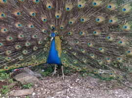 Stunning Black shoulder peacock
