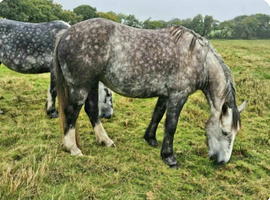 Irish draught x cob mare 5 year old