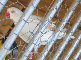 Albino ringneck