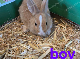7 baby bunnies
