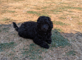 Toy poodle puppy last girl KC reg Fully Vac 18 wks old