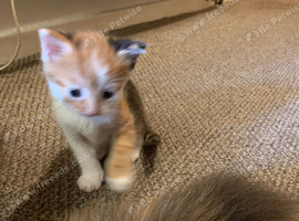 3 gorgeous kittens