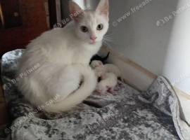 Kittens looking for their forever home