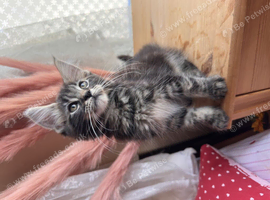 Maine coon kitten 1 brown girl left!!