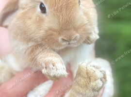 Pure bred mini lop - ready now