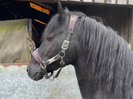 Cefncoch Black Harry Section D Stallion