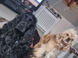 American/English show cocker spaniels