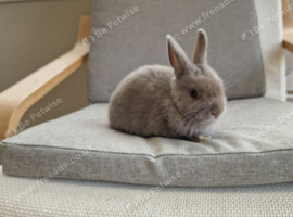 Netherland dwarf x mini lop