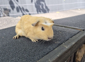 Male guinea pigs