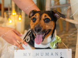 MAXI HANDSOME JACK RUSSELL AVAILABLE FOR STUD