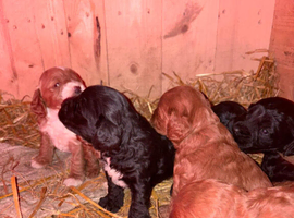 Exceptional Black Female Cocker Spaniel Puppy &ndash; Kennel Club Quality