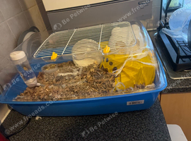 4 month old hamster