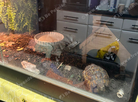 Bells hingeback tortoise