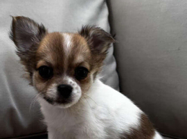6 Beautiful 3/4 chihuahua 1/4 pomeranian puppies