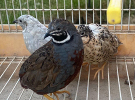 Painted quail