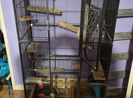 Chinchilla cage