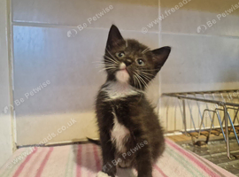Ready for loving forever homes <3