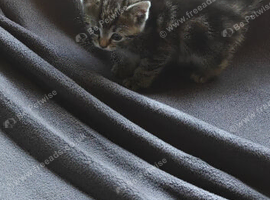 Ragdoll