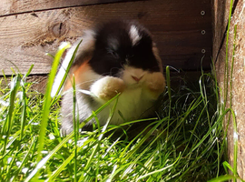 Gorgeous Mini Lops