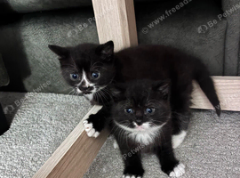 Black and grey fluffy kittens
