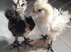 Mixed bantams