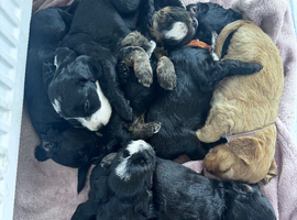 Cockapoo puppies