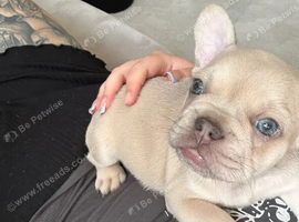 Amazing frenchies puppies