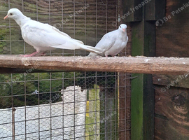 Java doves