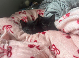 Male and female kitten for sale
