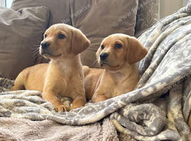 Stunning litter of Labrador puppies