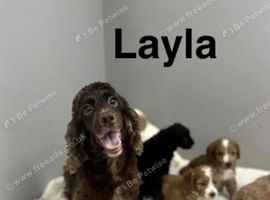 Layla cockapoo boys ready for family now