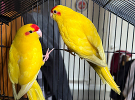 Bonded Yellow Kakariki PAIR (x2) &ndash; Manchester &ndash; ready now (with cage)