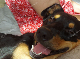 10 month old dog