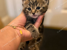 Kittens cute
