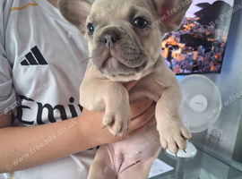 French bulldog pups (kc reg )
