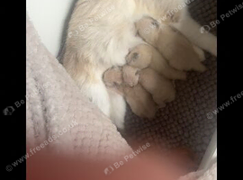 Beautiful ragdoll babies