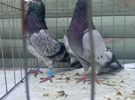 Pigeons