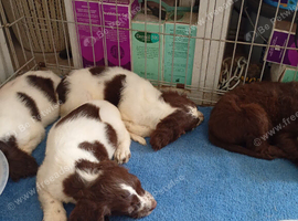 6 English springer spaniel pups