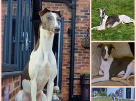Proven Whippet 3 years old for stud