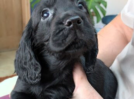 **READY NOW** Cocker Spaniel Puppies