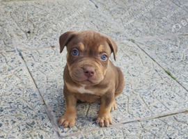 Chocolate & Tan pup