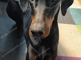 Doberman male needing new home