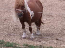 Mini shetland mare