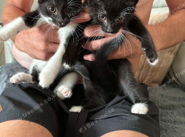 Two beautiful girl kittens for sale