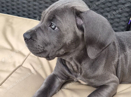 Cane corso