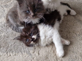 Fluffy kittens for sale