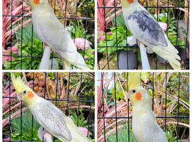 Various baby & adult cockatiels